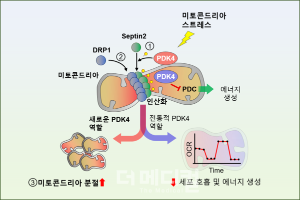 경북대병원 이인규 교수팀, 미토콘드리아 기능 조절 새 기전 규명