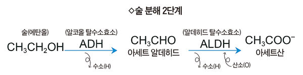 “한국인 30%가 술 분해효소 결핍…과음은 간에 치명타”