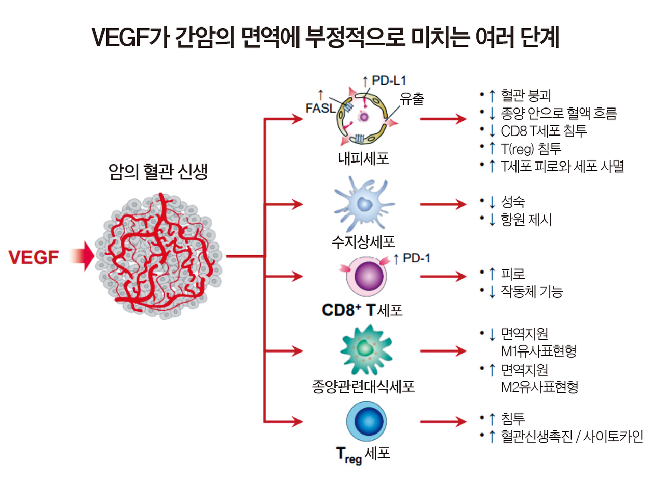 “간암 약 개발 활발…병용요법으로 생존기간 늘려”